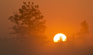 sun